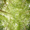Vertical Panorama of the tree lined road heading into Château de Chenonceau.